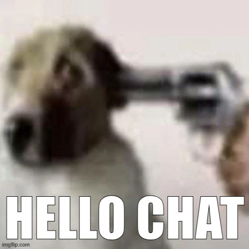 dog gunpoint | HELLO CHAT | image tagged in dog gunpoint | made w/ Imgflip meme maker
