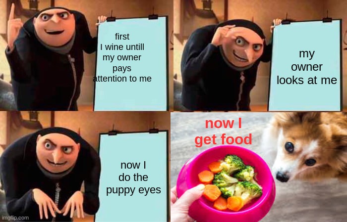 how dogs get food | first I wine untill my owner pays attention to me; my owner looks at me; now I get food; now I do the puppy eyes | image tagged in memes,gru's plan | made w/ Imgflip meme maker