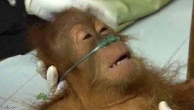 Monkey on life support | image tagged in monkey on life support | made w/ Imgflip meme maker