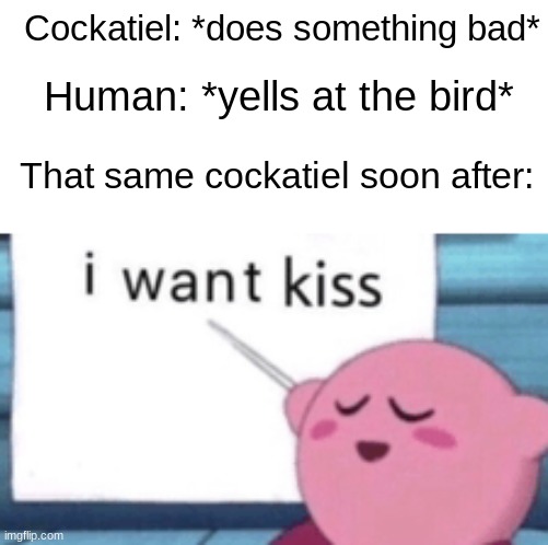 For all you cockatiel owners | Cockatiel: *does something bad*; Human: *yells at the bird*; That same cockatiel soon after: | image tagged in kirby,i want kiss | made w/ Imgflip meme maker