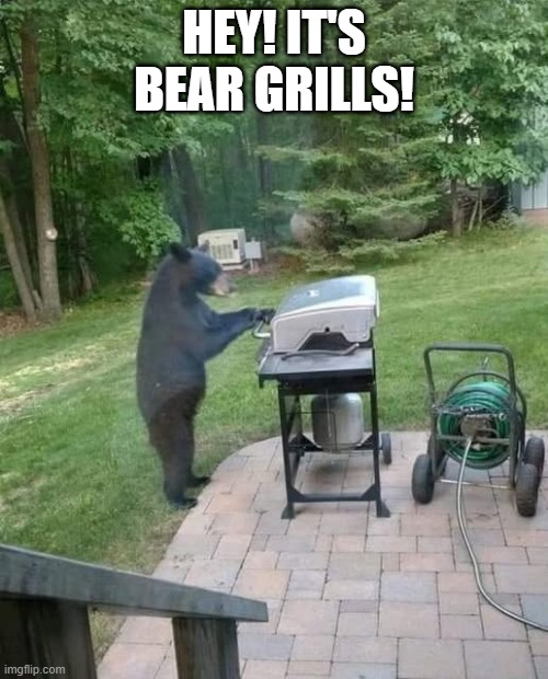 Literal Bear Grills | HEY! IT'S BEAR GRILLS! | image tagged in bear grylls | made w/ Imgflip meme maker