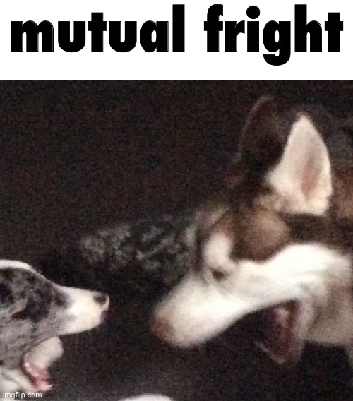 mutual fright | made w/ Imgflip meme maker