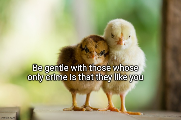 Don't be mean | Be gentle with those whose only crime is that they like you | image tagged in chicks | made w/ Imgflip meme maker