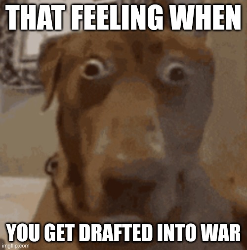 THAT FEELING WHEN; YOU GET DRAFTED INTO WAR | image tagged in doge,usamilitary | made w/ Imgflip meme maker