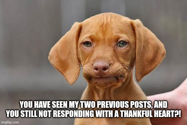 Dissapointed puppy | YOU HAVE SEEN MY TWO PREVIOUS POSTS, AND YOU STILL NOT RESPONDING WITH A THANKFUL HEART?! | image tagged in dissapointed puppy | made w/ Imgflip meme maker