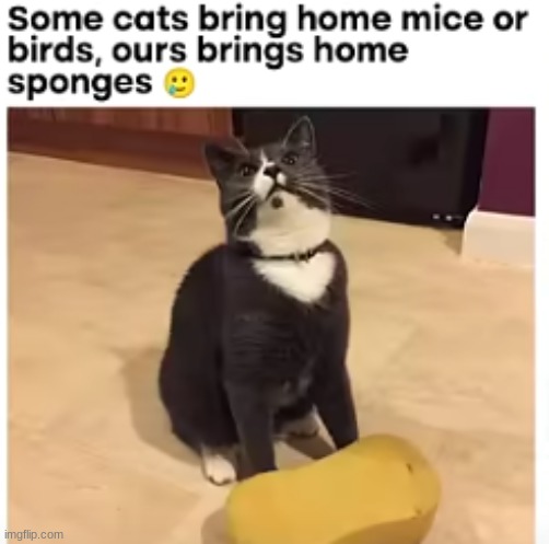 image tagged in cats,sponge | made w/ Imgflip meme maker