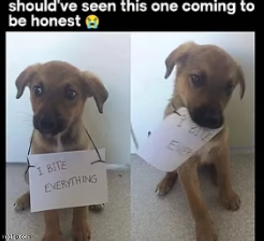 Biting up | image tagged in dogs,dog,reposts,repost,memes,bite | made w/ Imgflip meme maker