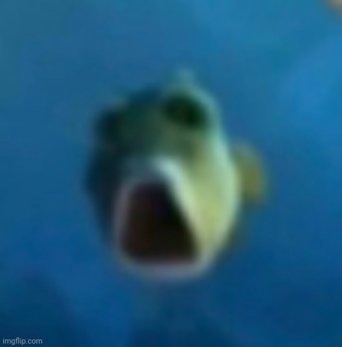 Shocked fish | image tagged in shocked fish | made w/ Imgflip meme maker