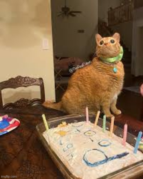 Gwa gwa birthday | made w/ Imgflip meme maker