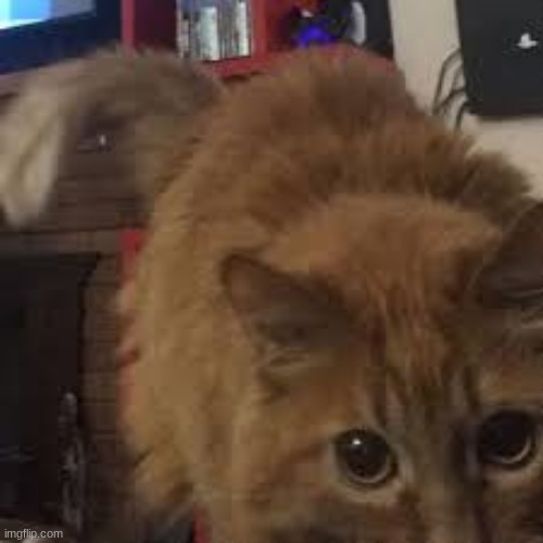 Fellatio | made w/ Imgflip meme maker