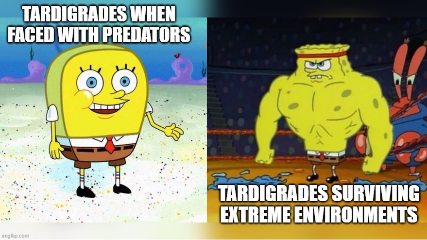 Tardigrades | TARDIGRADES WHEN FACED WITH PREDATORS; TARDIGRADES SURVIVING EXTREME ENVIRONMENTS | image tagged in increasingly buff spongebob | made w/ Imgflip meme maker