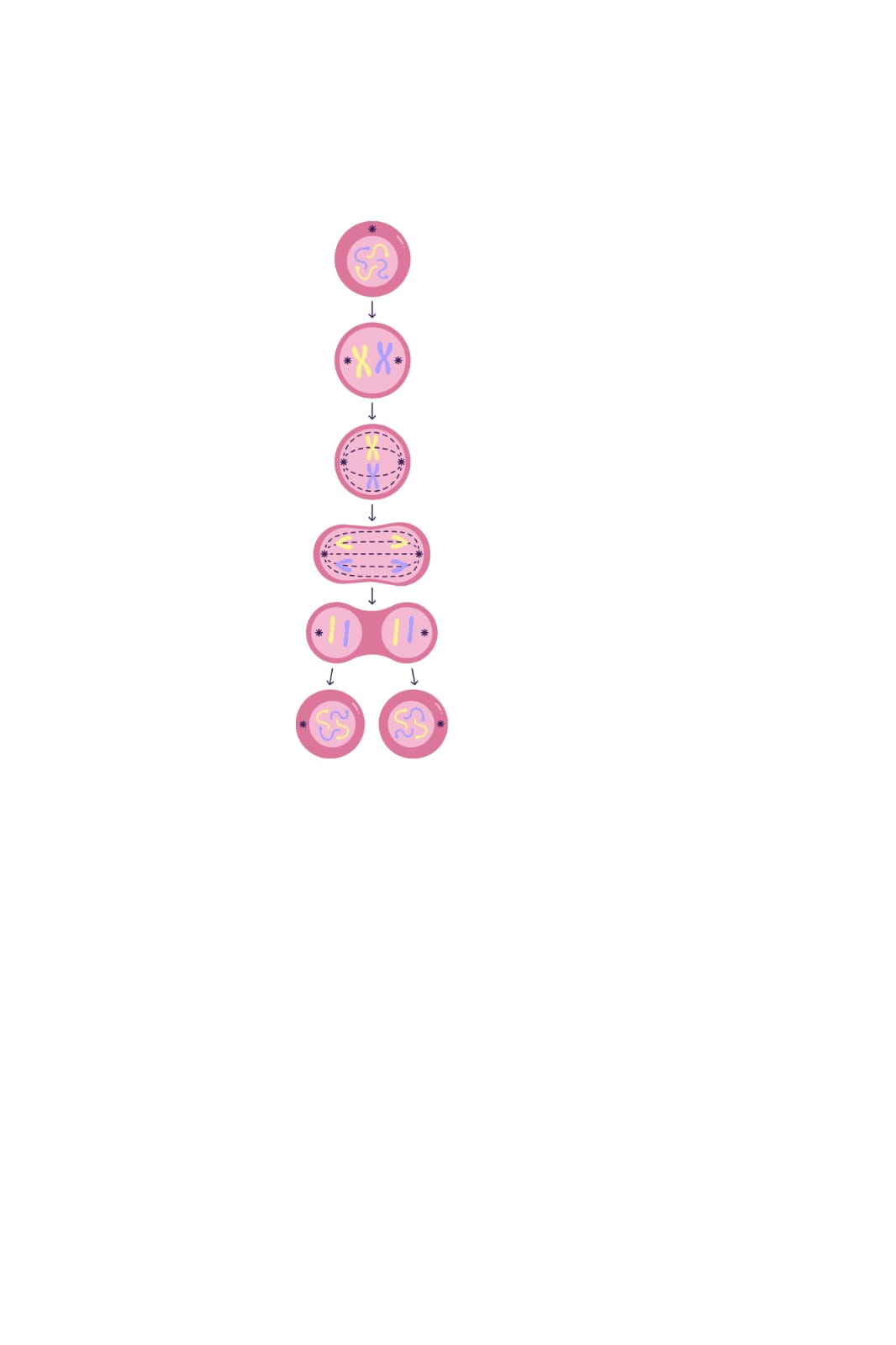 Mitosis Blank Meme Template