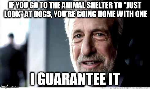 I Guarantee It | IF YOU GO TO THE ANIMAL SHELTER TO "JUST LOOK" AT DOGS, YOU'RE GOING HOME WITH ONE I GUARANTEE IT | image tagged in memes,i guarantee it | made w/ Imgflip meme maker