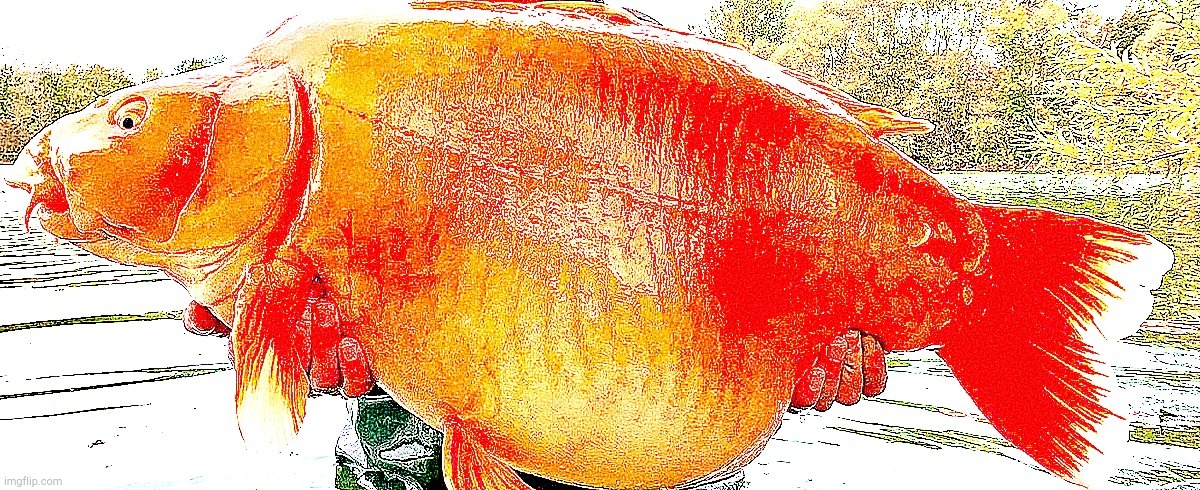 Fish of wisdom | image tagged in fish of wisdom | made w/ Imgflip meme maker