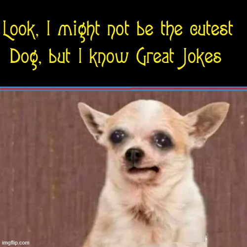 A funny chihuahua named Gabby trying to make friends | image tagged in vince vance,chihuahua,ugly dog,funny dog memes,dogs,stand up comedian | made w/ Imgflip meme maker