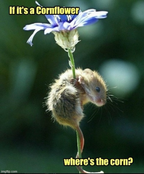 You Struggle to the Top, but the Journey was Fruitless (or corn-less) | image tagged in vince vance,mouse,corn,flower,memes,cornflower | made w/ Imgflip meme maker