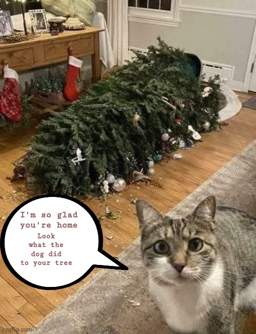 Wreck the tree and blame the doggie. Fa la la la la la la la | Look what the dog did to your tree; I'm so glad you're home | image tagged in memes,cats,christmas tree | made w/ Imgflip meme maker