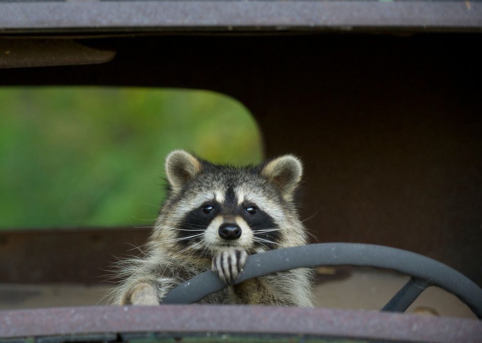 Raccoon driving Blank Meme Template