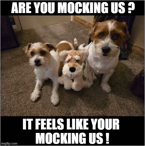 Unimpressed Dogs ! | ARE YOU MOCKING US ? IT FEELS LIKE YOUR
 MOCKING US ! | image tagged in dogs,cuddly toy,mocking | made w/ Imgflip meme maker