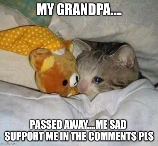 IM SAD! | MY GRANDPA.... PASSED AWAY....ME SAD 
SUPPORT ME IN THE COMMENTS PLS | image tagged in crying cat | made w/ Imgflip meme maker