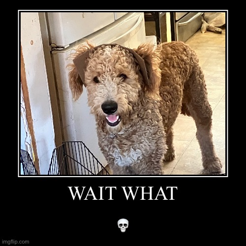 Dog | WAIT WHAT | ? | image tagged in funny,demotivationals | made w/ Imgflip demotivational maker