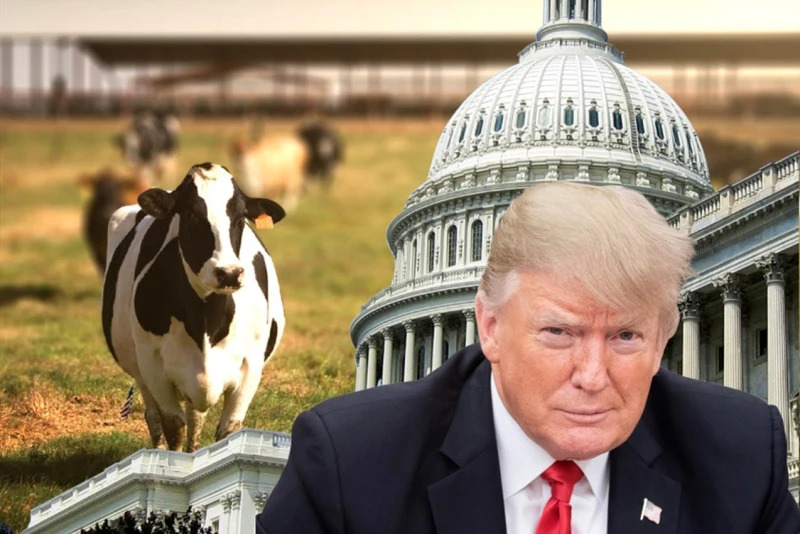 Dairy cows are great again Blank Meme Template