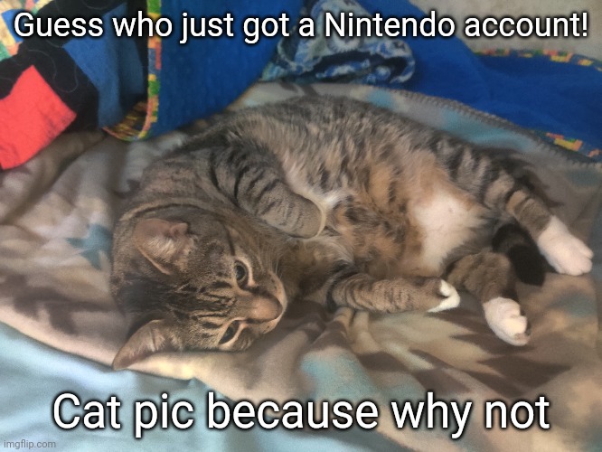 Still working on getting an online membership but pretty soon I'll FINALLY be able to play online games  | Guess who just got a Nintendo account! Cat pic because why not | made w/ Imgflip meme maker