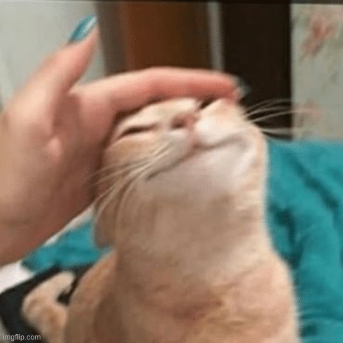 Pet the cat | image tagged in pet the cat | made w/ Imgflip meme maker