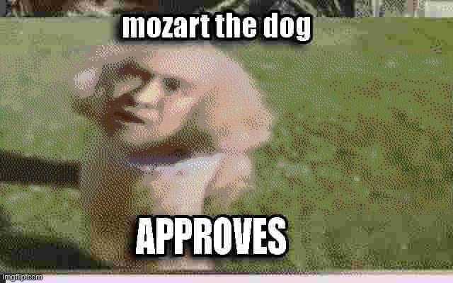 Mozart the Dog | image tagged in mozart the dog | made w/ Imgflip meme maker