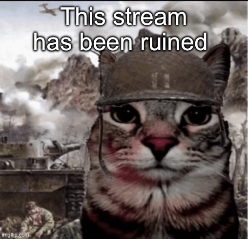 Thousand yard stare cat | This stream has been ruined | image tagged in thousand yard stare cat | made w/ Imgflip meme maker