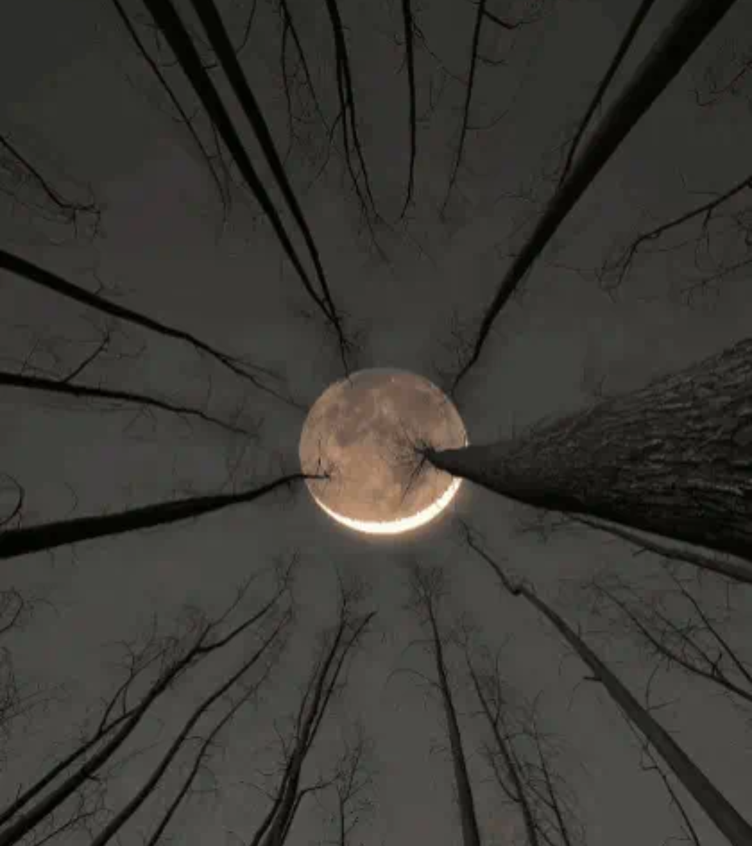 The Moon Through the Trees. Blank Meme Template