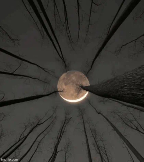 The Moon Piercing Through the Trees. | image tagged in moon,trees,nature,night,forest,dark | made w/ Imgflip meme maker