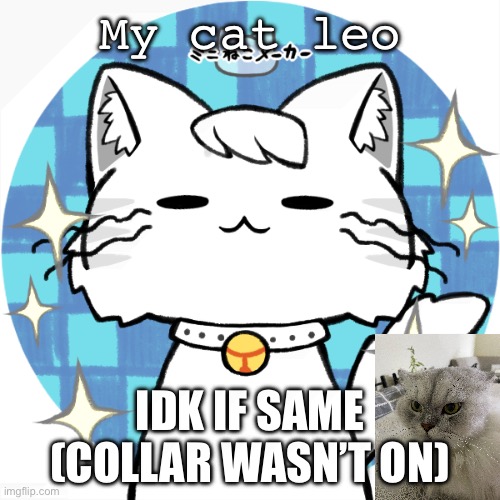 New trend :) | My cat leo; IDK IF SAME (COLLAR WASN’T ON) | made w/ Imgflip meme maker