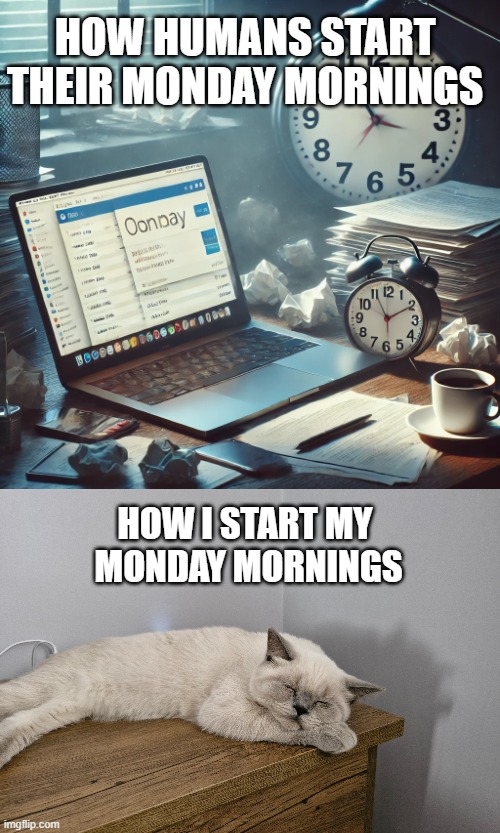 Cat vs Humans Mondays | HOW HUMANS START THEIR MONDAY MORNINGS; HOW I START MY 
MONDAY MORNINGS | image tagged in cat,sleeping cat,funny | made w/ Imgflip meme maker