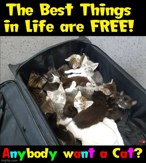 A Suitcase Full of Happiness... or what? | image tagged in vince vance,cats,funny cat memes,suitcase,kittens,i love cats | made w/ Imgflip meme maker