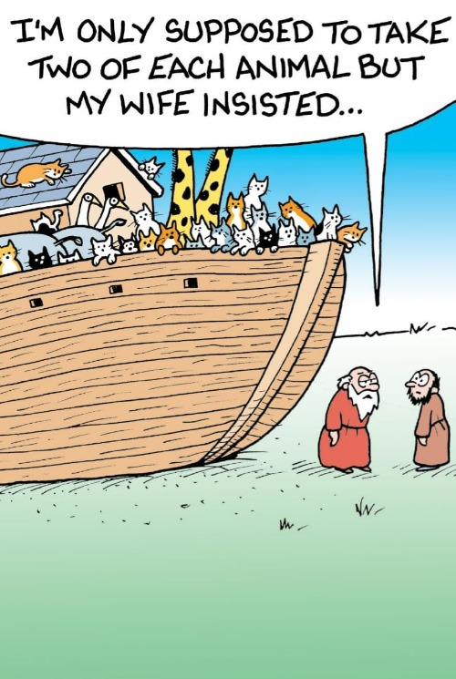 Bring all the kitties, Noah! | image tagged in funny memes,comics/cartoons | made w/ Imgflip meme maker