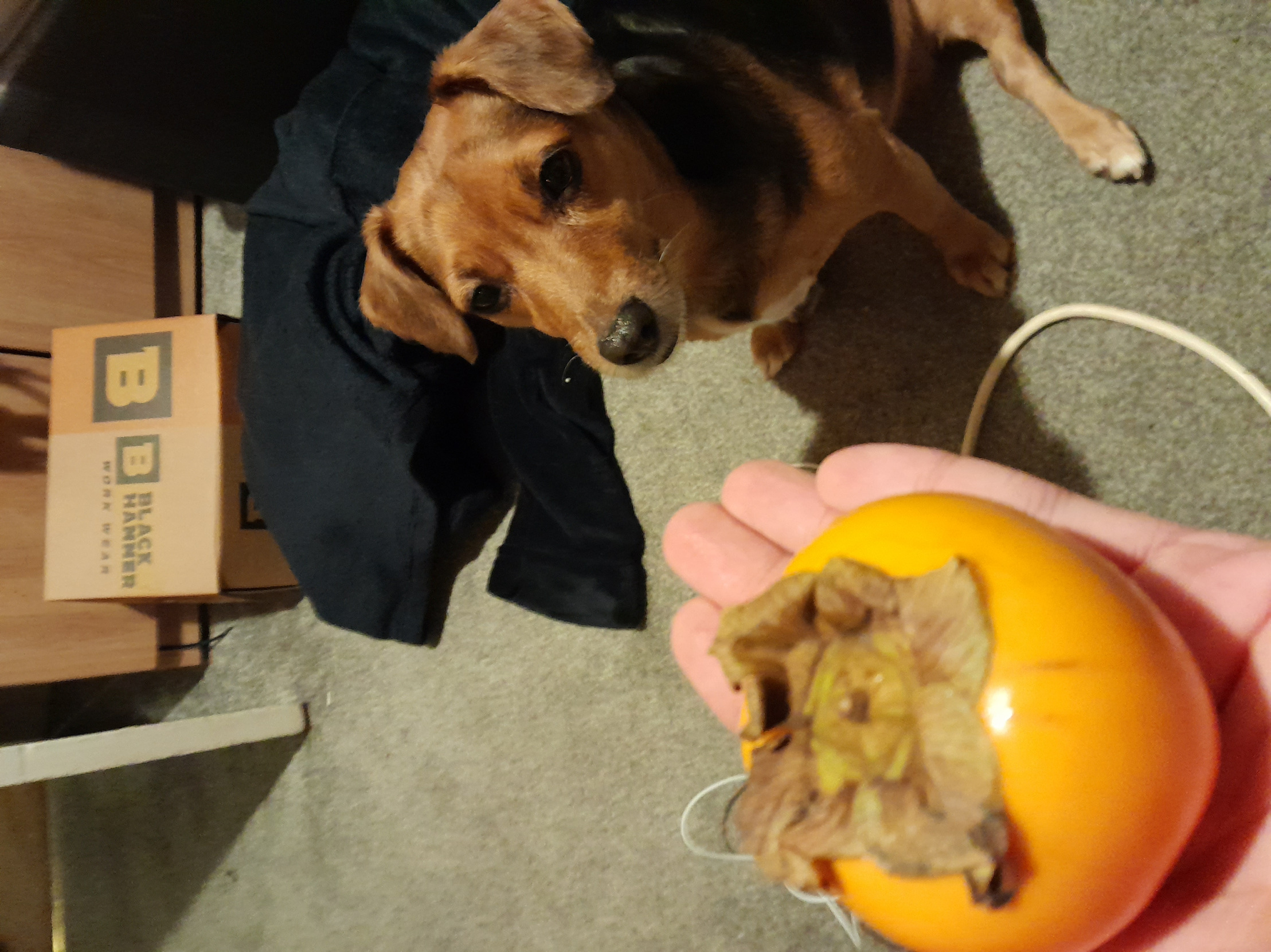 Dawg vs oinge Blank Meme Template