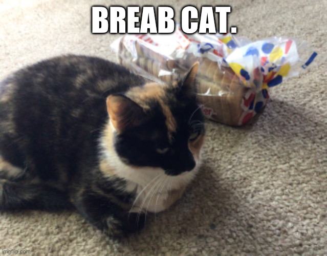 Mom chat est la pain (not fluent in French but I take French class) | BREAB CAT. | image tagged in cat,cats,meatloaf,bread | made w/ Imgflip meme maker