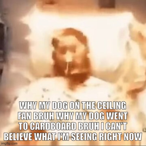 Markiplier on fire | WHY MY DOG ON THE CEILING FAN BRUH WHY MY DOG WENT TO CARDBOARD BRUH I CAN'T BELIEVE WHAT I'M SEEING RIGHT NOW | image tagged in markiplier on fire | made w/ Imgflip meme maker
