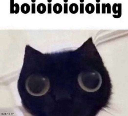 what | image tagged in boioioioioing cat | made w/ Imgflip meme maker