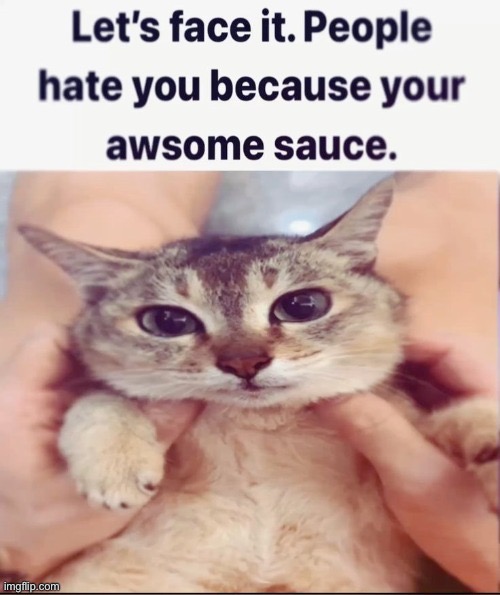 image tagged in cats,wholesome | made w/ Imgflip meme maker