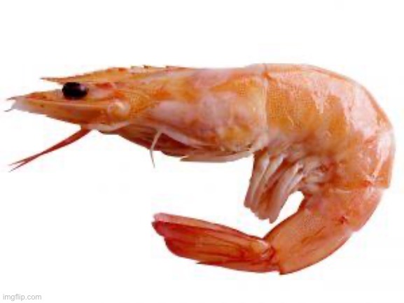 Shrimp | image tagged in shrimp | made w/ Imgflip meme maker