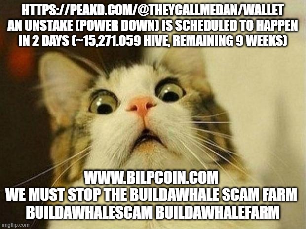 Scared Cat Meme | HTTPS://PEAKD.COM/@THEYCALLMEDAN/WALLET
AN UNSTAKE (POWER DOWN) IS SCHEDULED TO HAPPEN IN 2 DAYS (~15,271.059 HIVE, REMAINING 9 WEEKS); WWW.BILPCOIN.COM 
WE MUST STOP THE BUILDAWHALE SCAM FARM 

BUILDAWHALESCAM BUILDAWHALEFARM | image tagged in memes,scared cat | made w/ Imgflip meme maker