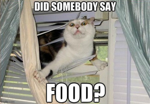 food?!!? | image tagged in funny cat memes | made w/ Imgflip meme maker