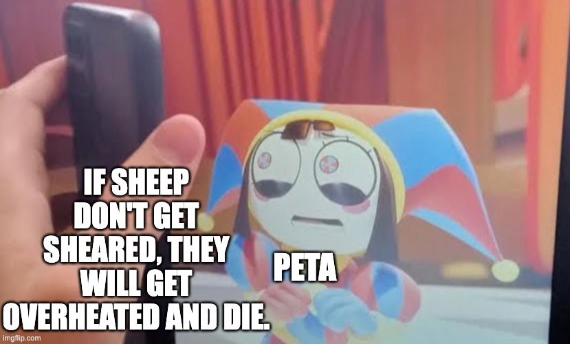 Looks like someone didn't know that sheep need to be sheared... | IF SHEEP DON'T GET SHEARED, THEY WILL GET OVERHEATED AND DIE. PETA | image tagged in pomni phone meme,peta,sheep | made w/ Imgflip meme maker