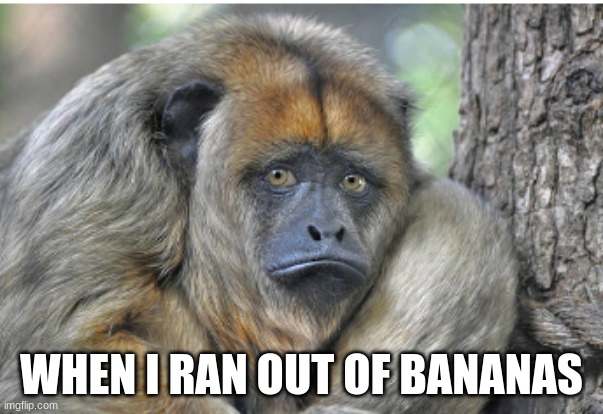 Monkey | WHEN I RAN OUT OF BANANAS | image tagged in funny | made w/ Imgflip meme maker