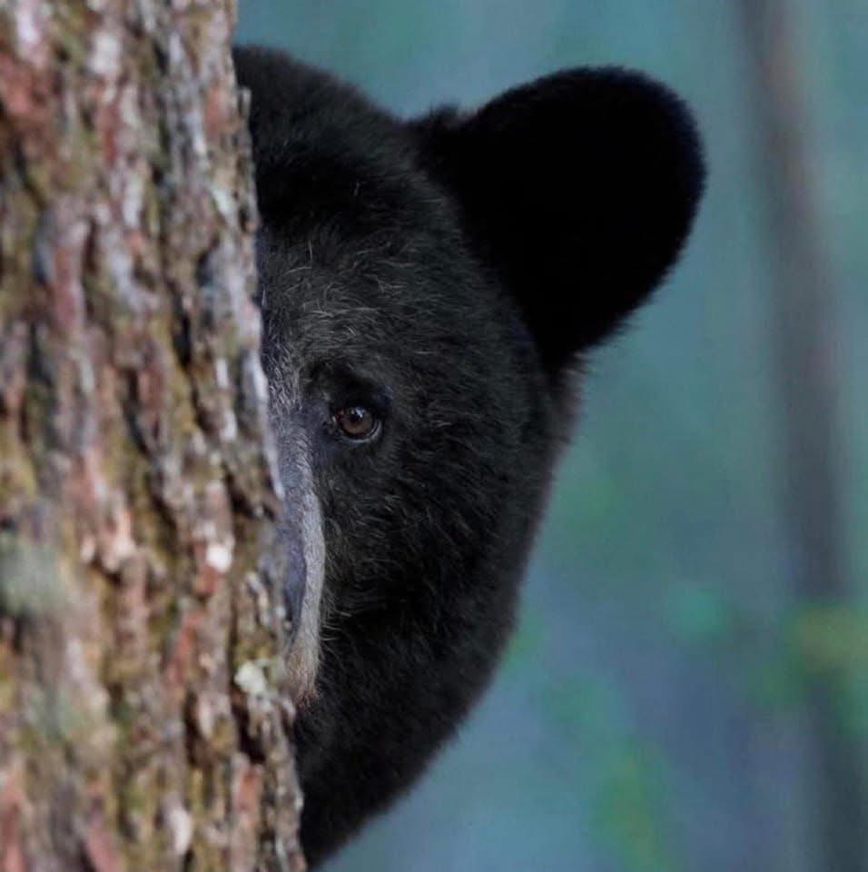 Bears Blank Meme Template