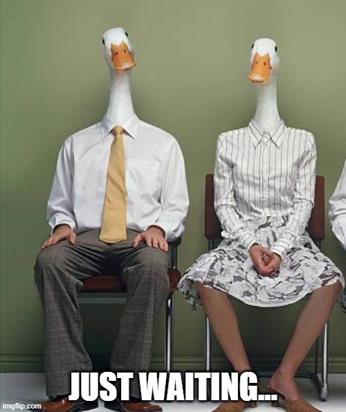 Duck People | JUST WAITING... | image tagged in ducks | made w/ Imgflip meme maker