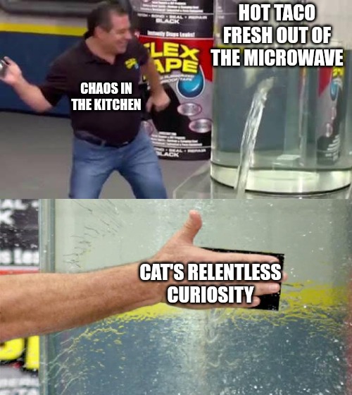 God of Cats | HOT TACO FRESH OUT OF THE MICROWAVE; CHAOS IN THE KITCHEN; CAT'S RELENTLESS CURIOSITY | image tagged in flex tape,funny,funny memes,fun,cats | made w/ Imgflip meme maker