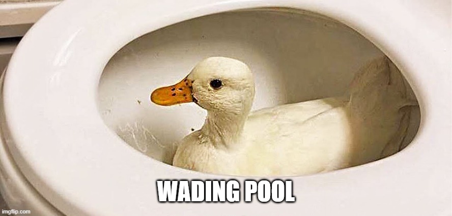 Wading | WADING POOL | image tagged in ducks | made w/ Imgflip meme maker